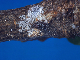 European Fruit Lecanium Scale
